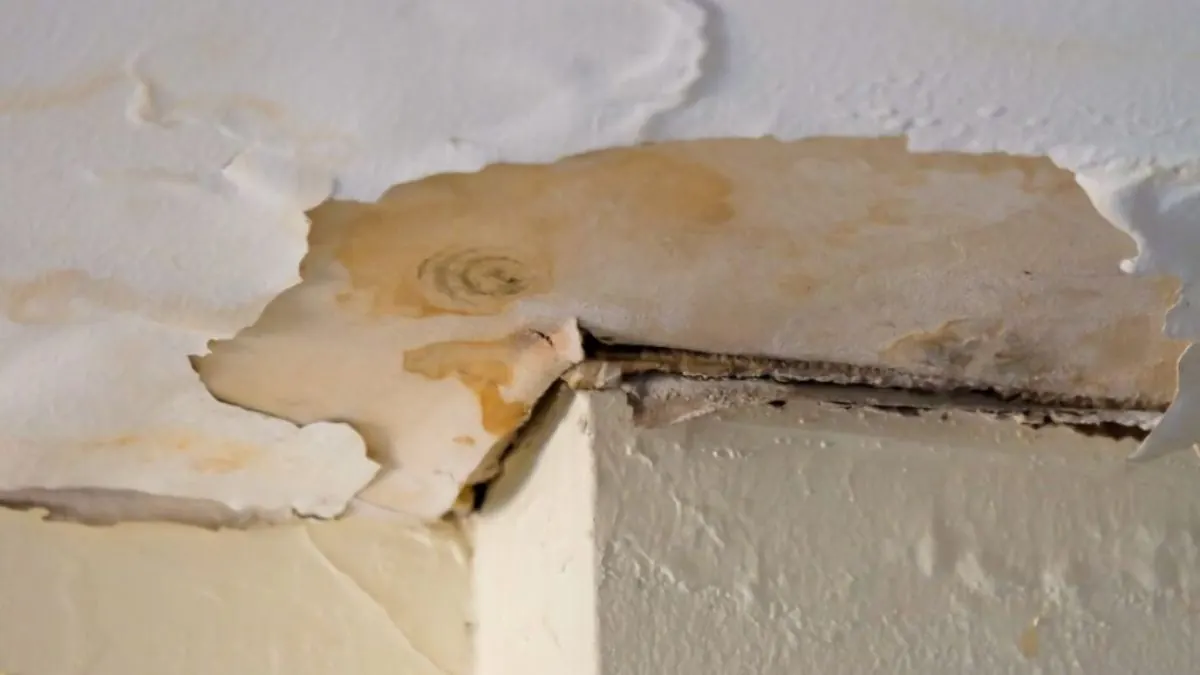 Vochtschade aan een plafond door een daklek, met loskomende verf en bruine vochtvlekken